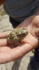 Anaxyrus californicus