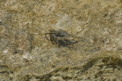 Grapsus grapsus