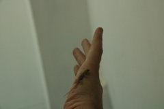 Hemidactylus frenatus