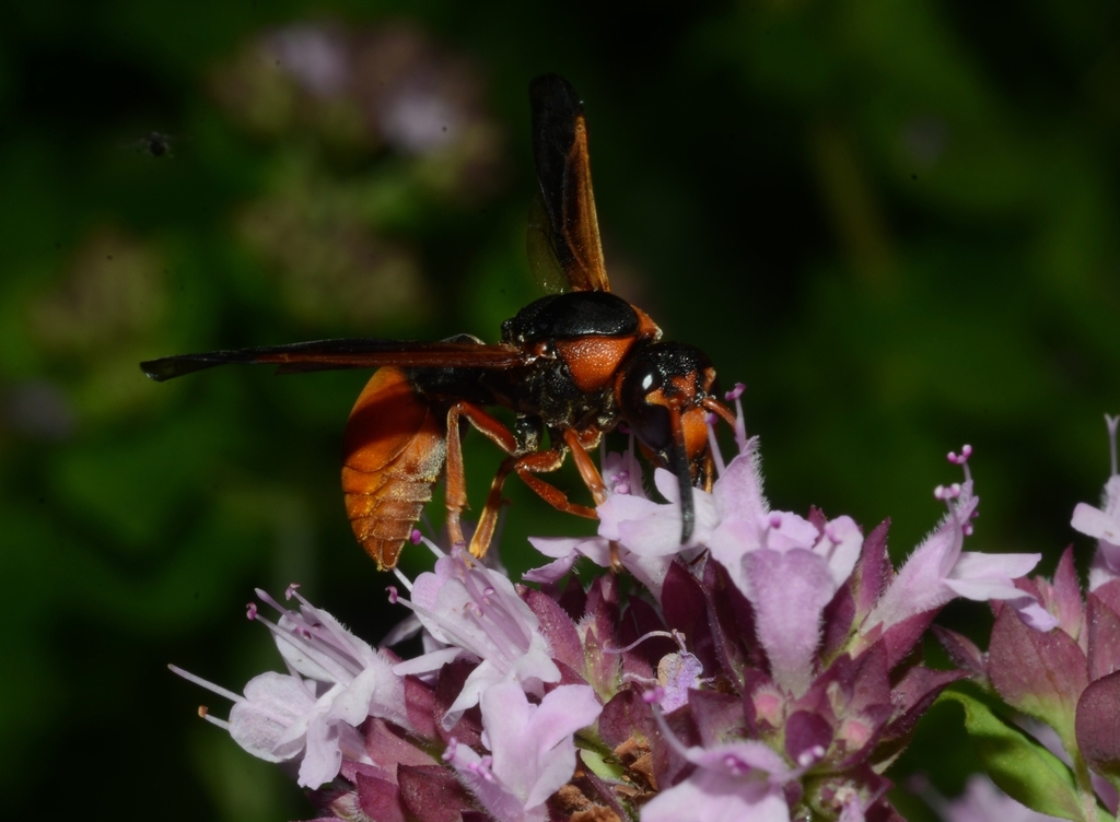 Ants, Bees, Wasps, and Sawflies from Burra NSW 2620, Australia on ...