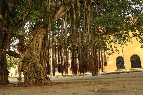Indian banyan