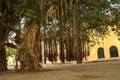 Ficus benghalensis