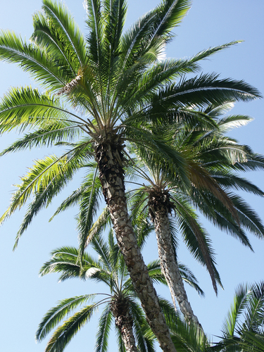 Reclining Date Palm (Pezula Nature Retreat - Indigenous Invasive ...