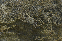 Grapsus grapsus