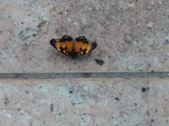 Chlosyne lacinia saundersi