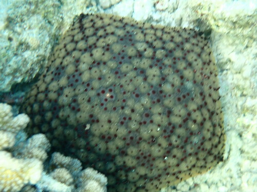 Spiny Cushion Star (Culcita schmideliana)