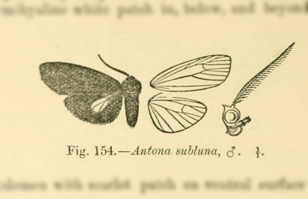 Antona subluna