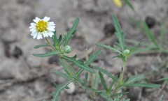 Melampodium cinereum