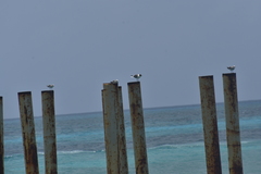 Leucophaeus atricilla