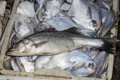Blackfin Seabass photo 5