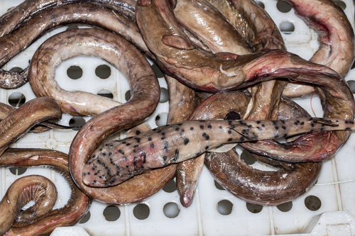 Black-spotted cat shark (Halaelurus buergeri) — Scyliorhinidae — 4