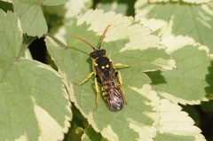 Nomada