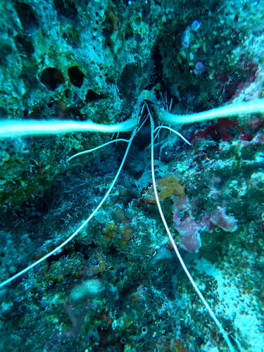 Painted Spiny Lobster (Panulirus versicolor)