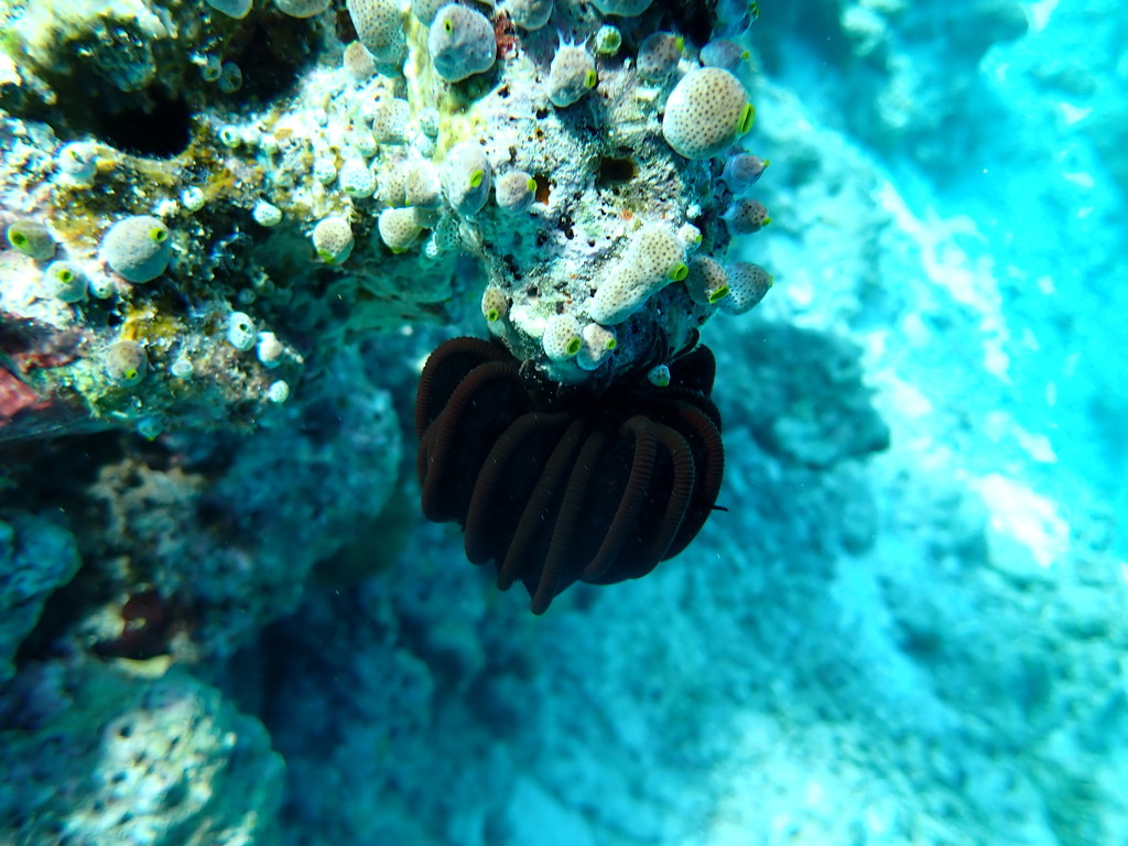 Capillaster multiradiatus