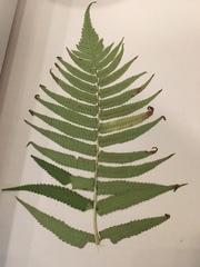 Dryopteris cycadina