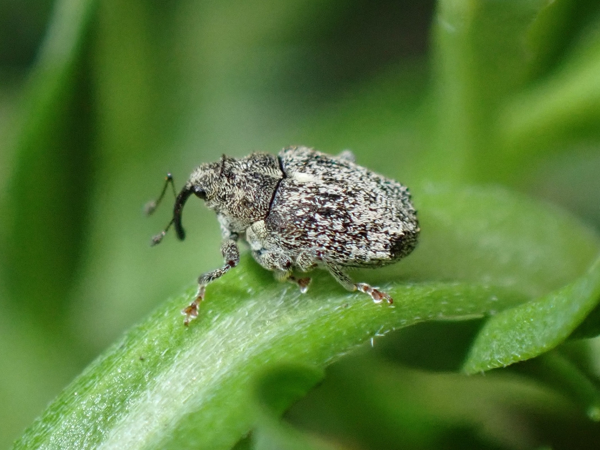 Ceutorhynchus pallidactylus