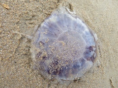 Cyanea lamarckii