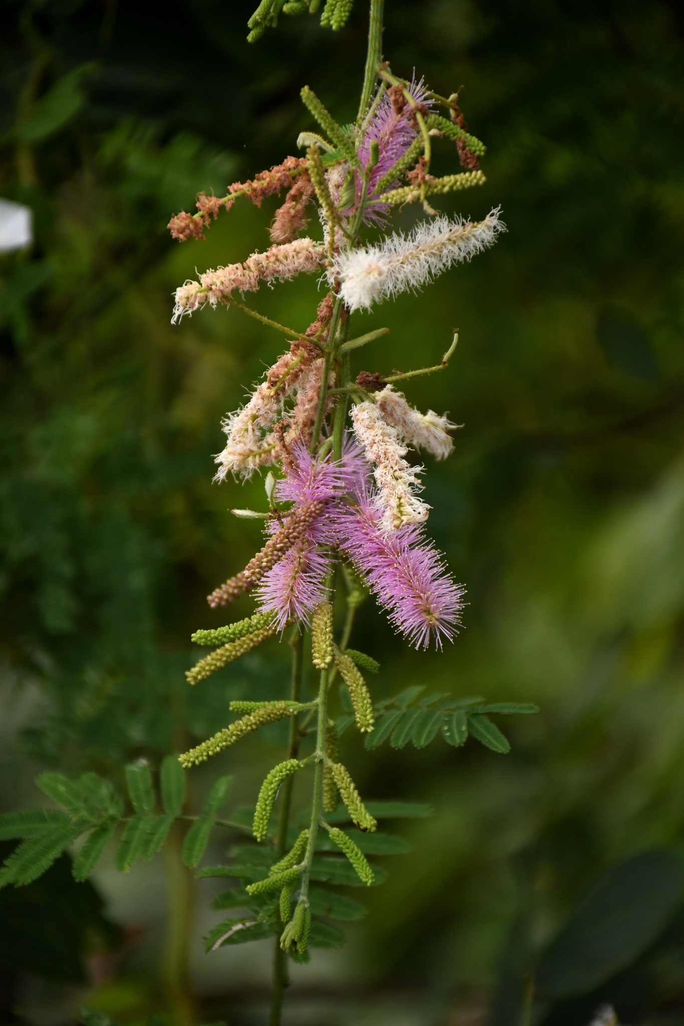 Mimosa invisa