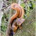 Western South American Tree Squirrels - Photo (c) Gerónimo Martín Alonso, some rights reserved (CC BY-NC-ND), uploaded by Gerónimo Martín Alonso
