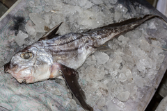 Silver Chimaera photo 3