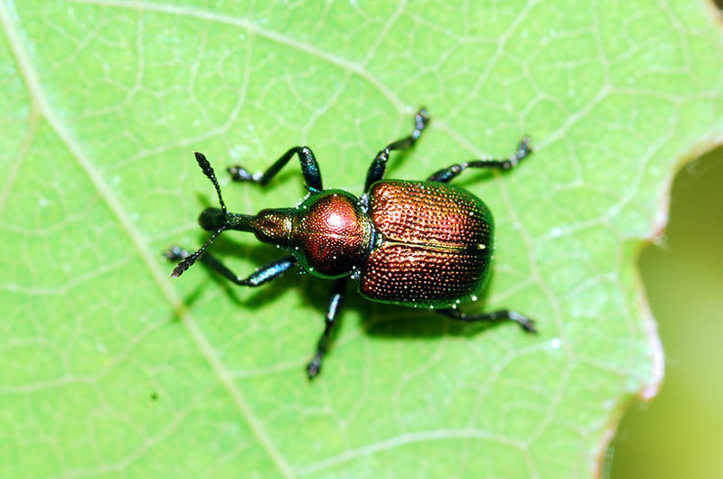 Byctiscus populi