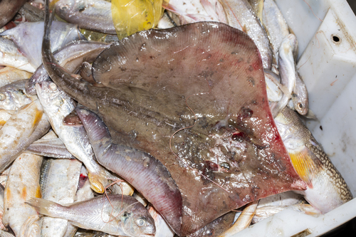 Pale-edged stingray (Telatrygon zugei) — Dasyatidae — 2