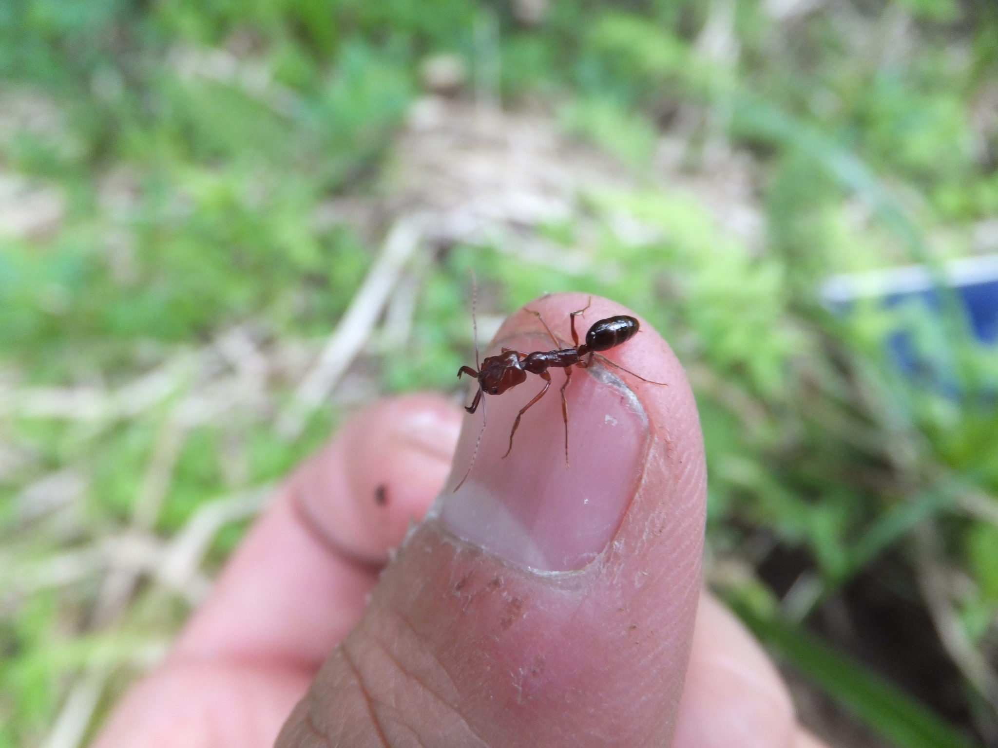 Odontomachus kuroiwae