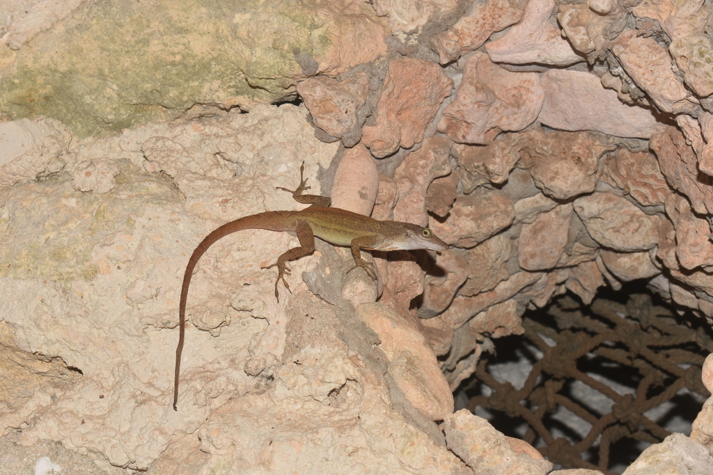 Isla San Andres Anole