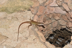 Anolis concolor