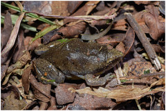 Elachistocleis bicolor