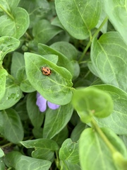 Harmonia axyridis