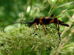 Strangalia attenuata