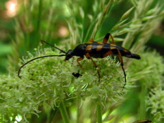 Strangalia attenuata