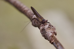 Leptophlebia