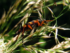 Strangalia attenuata