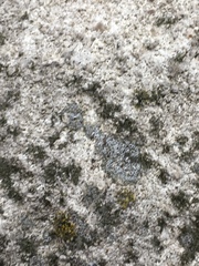 Myriolecis semipallida