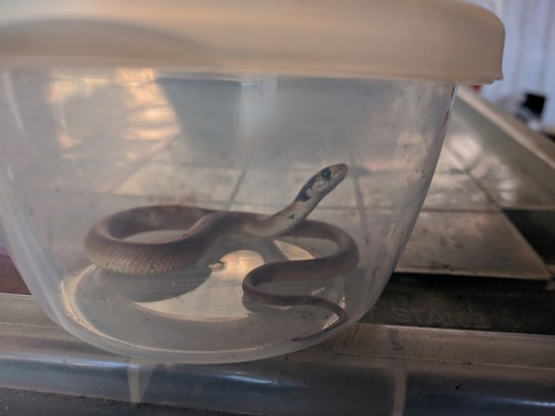 Eastern Brown Snake sighting