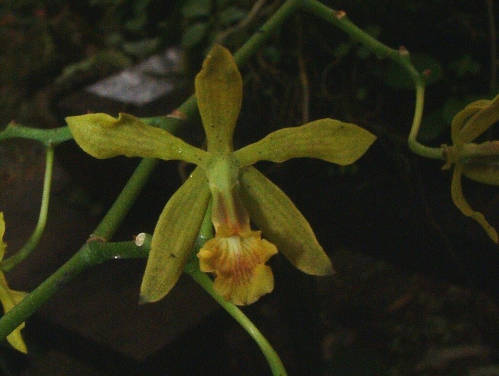 Encyclia peraltensis (Ames) Dressler