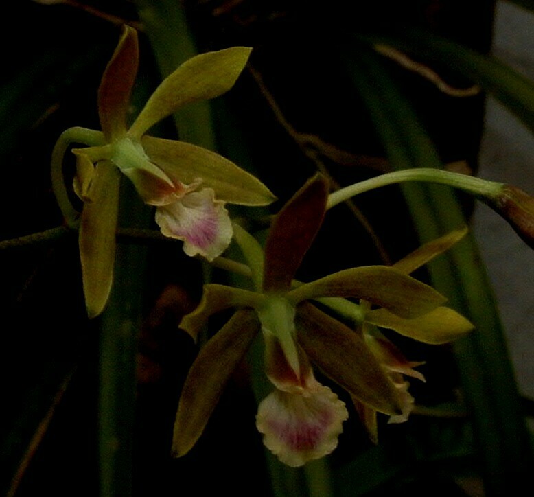 Encyclia peraltensis (Ames) Dressler 3