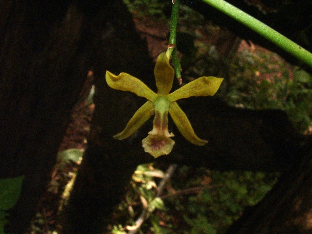 Encyclia peraltensis (Ames) Dressler 2