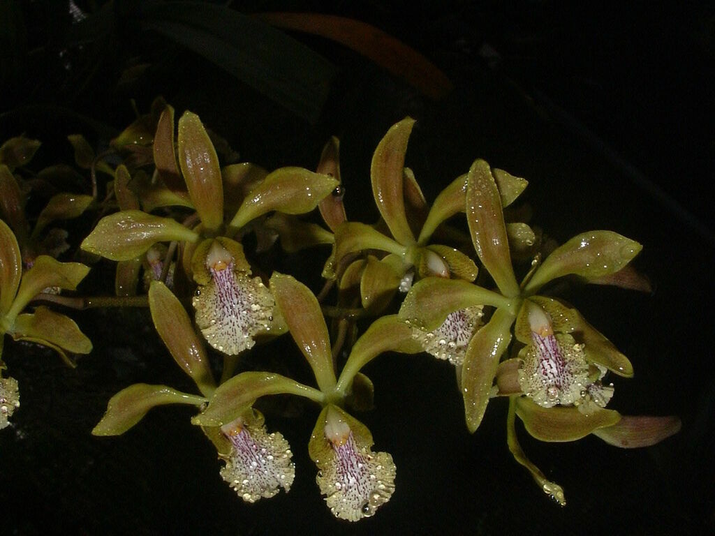 Encyclia trachychila (Lindl.) Schltr.