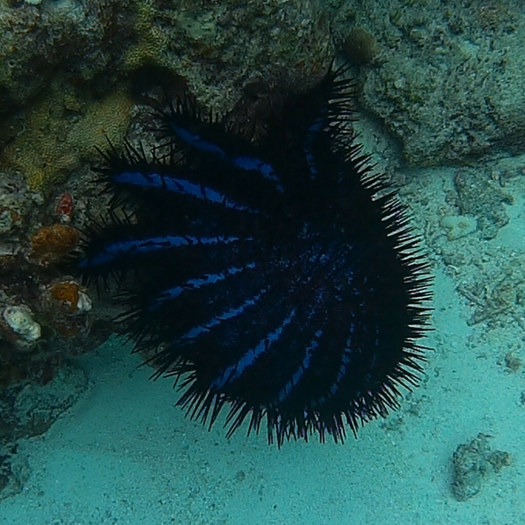 Crown-of-thorns