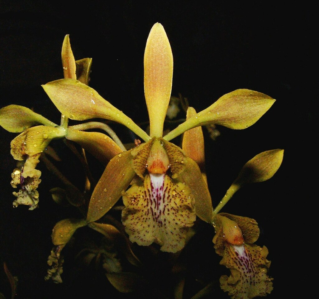 Encyclia trachychila (Lindl.) Schltr. 2