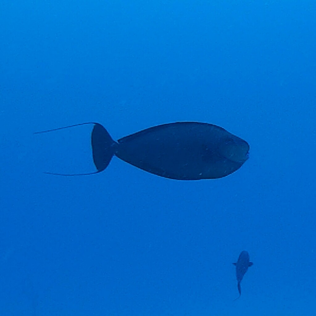 Bignose Unicornfish (Naso vlamingii) — recorded at Chinese Wall
