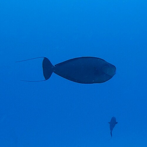 Bignose Unicornfish (Naso vlamingii)