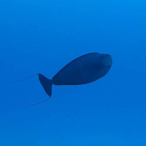 Bignose Unicornfish (Naso vlamingii)