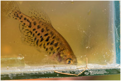 Austrolebias bellottii