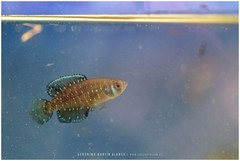 Austrolebias nigripinnis