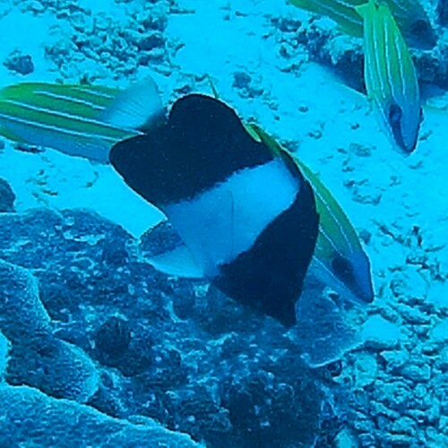 Black Pyramid Butterflyfish (Hemitaurichthys zoster)