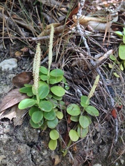Peperomia urvilleana